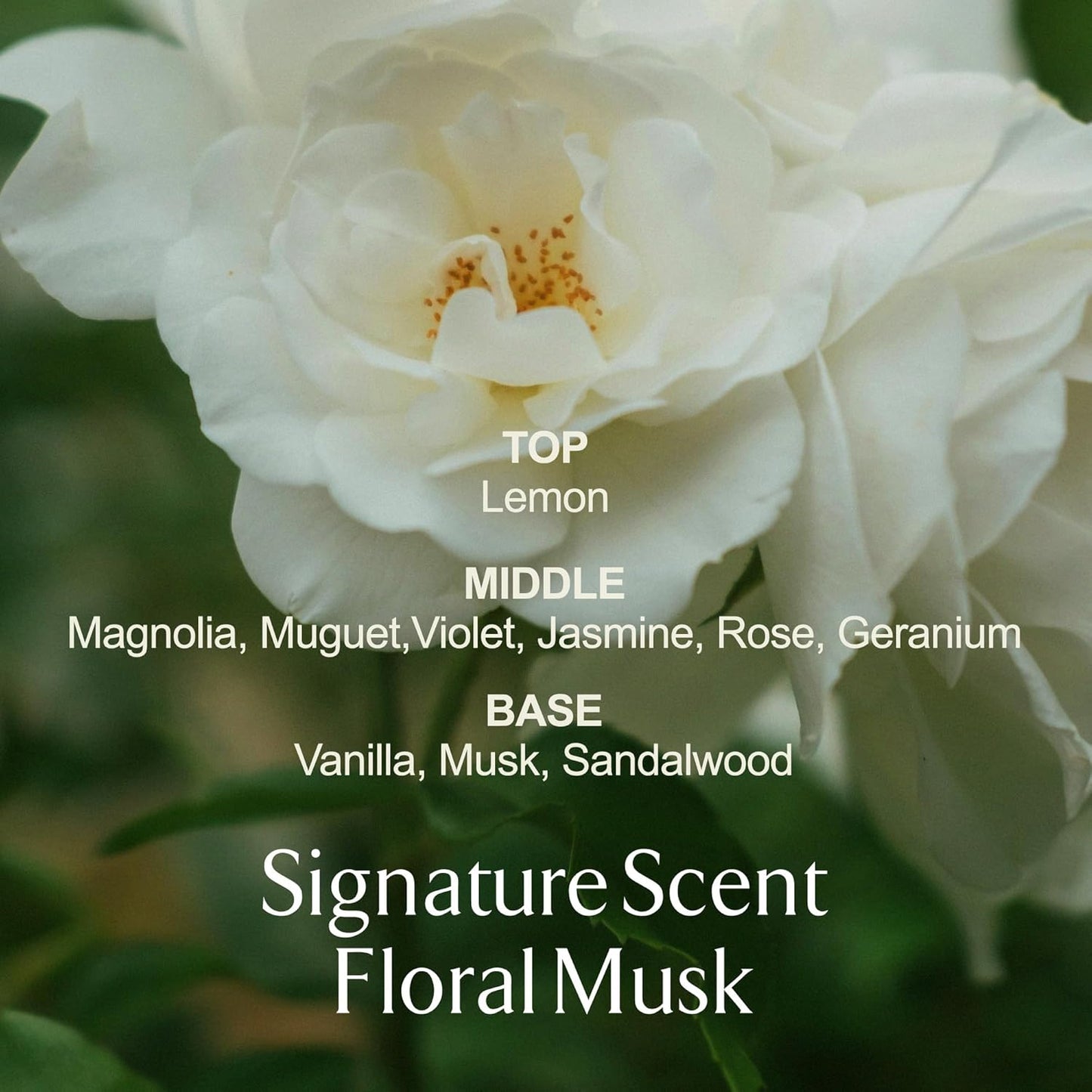 LA MUSE Perfume Recovery Body Cleanser 6.76 fl oz | Daily Gentle Exfoliating Body Wash | Moisturizing Dry & Sensitive Skin | Soften Rough & Bumpy Skin with Walnut Shell Powder | Floral Musk Scent